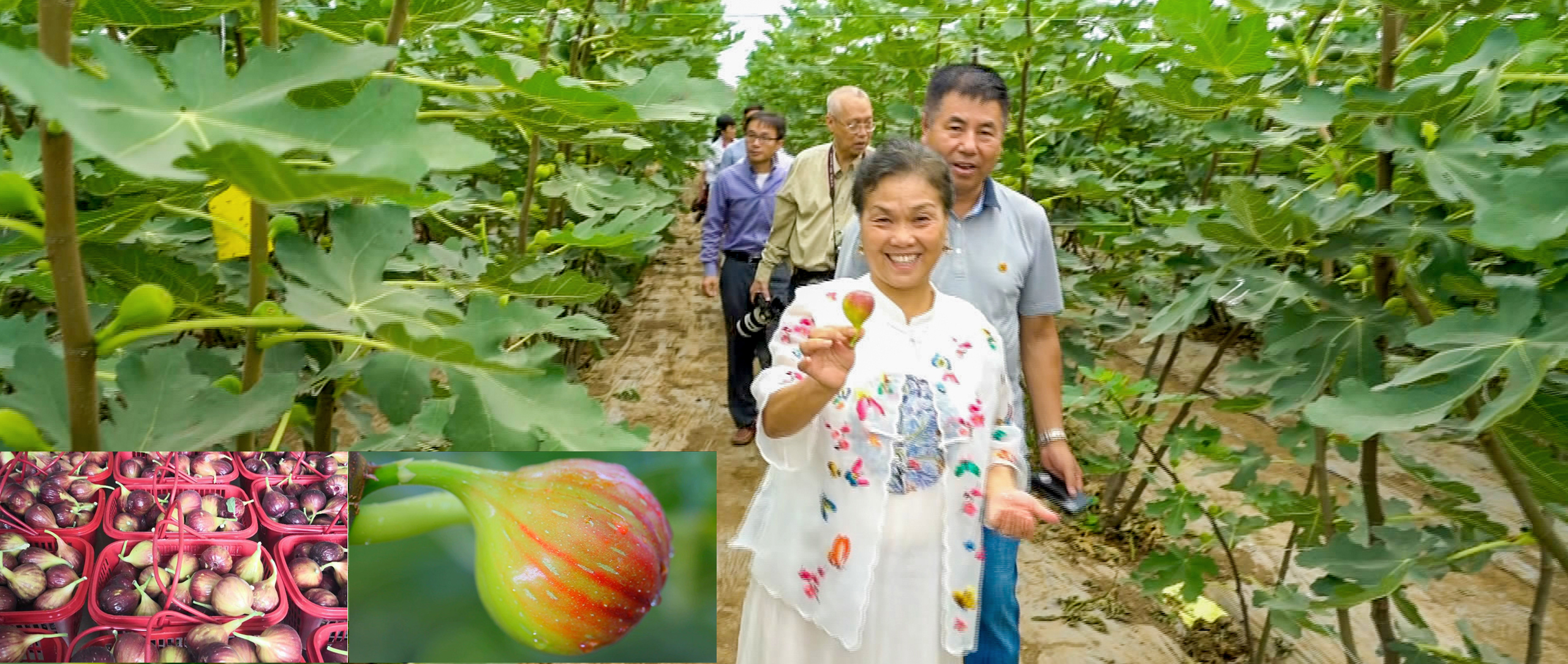 中国冠军549品牌无花果​实践研究基地