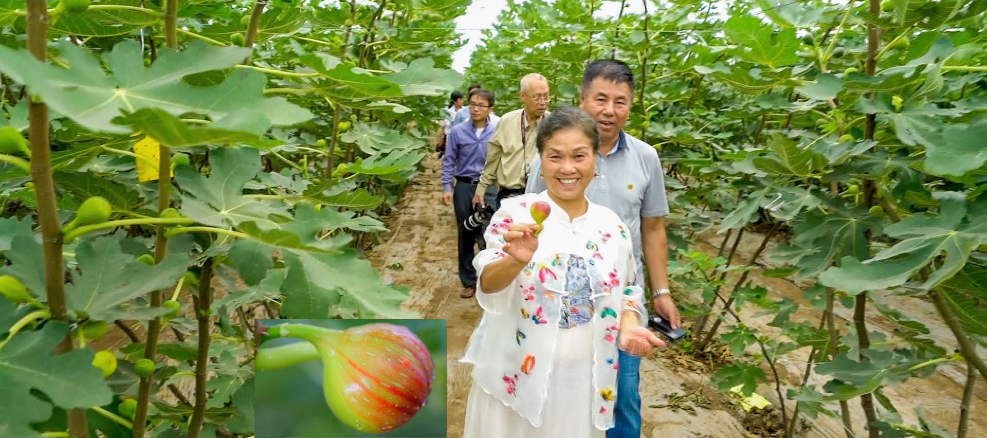 中国冠军无花果