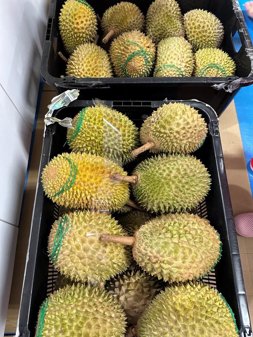 一萝一萝的光化榴莲王